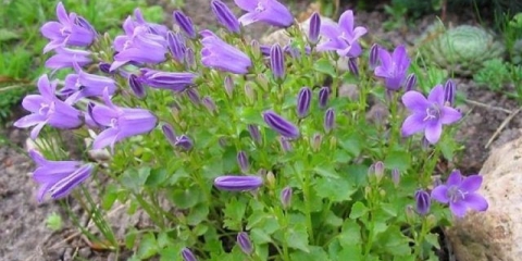 Portenschlag zvono: fotografija i opis, recenzije